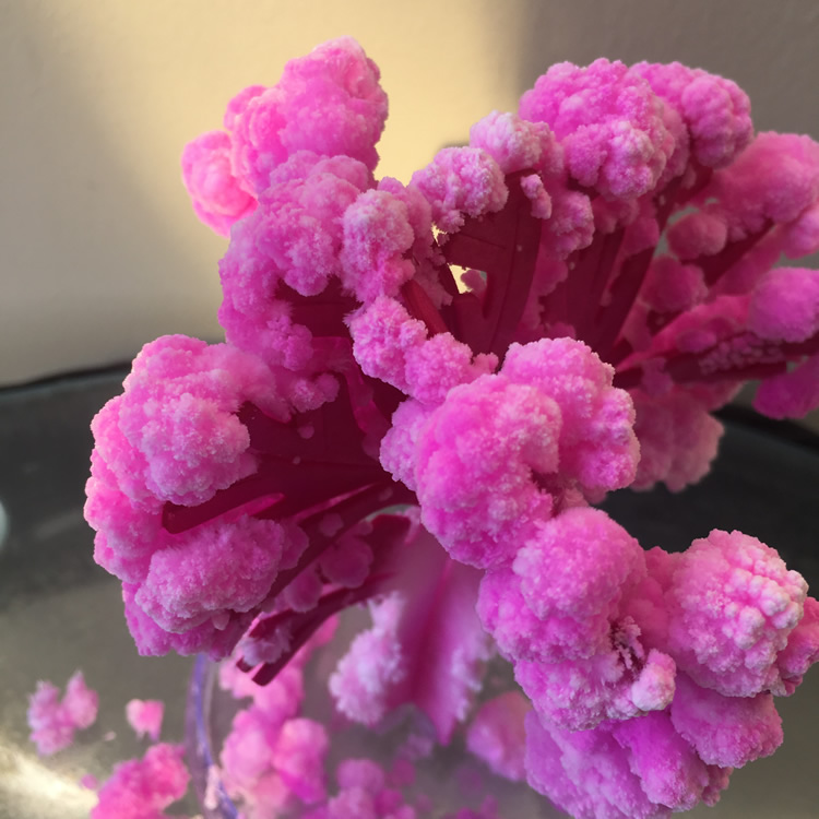 De Magische Groeiboom Magie Gr - Kids Education Learn Tv recensie en prijs